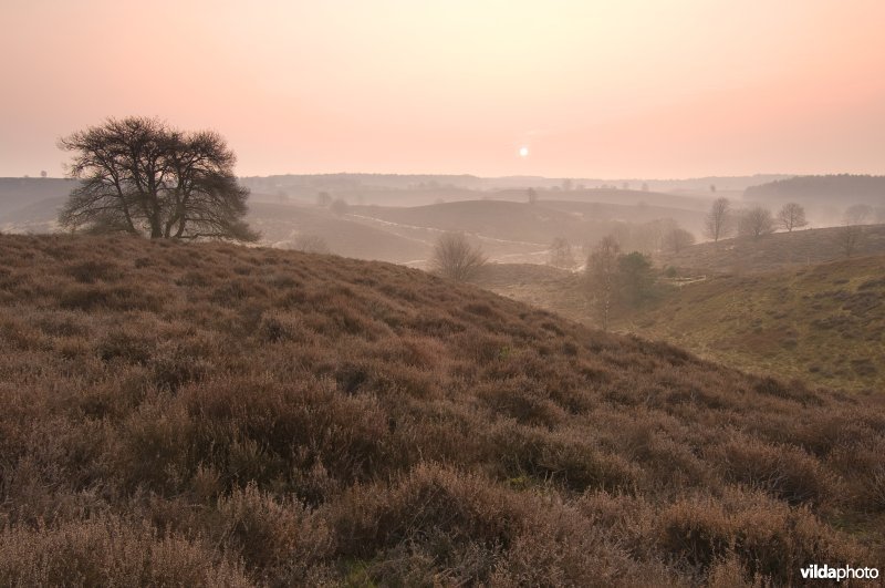 Heide op de Veluwezoom