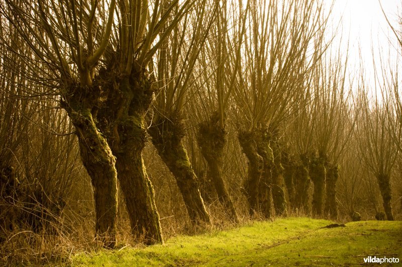 Wilgengriend in de Biesbosch