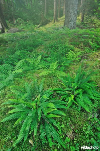 Dubbelloof in Schots bos