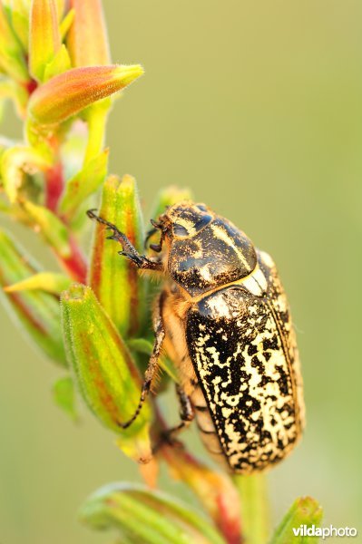 Julikever op teunisbloem