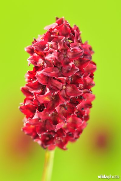 Grote pimpernel