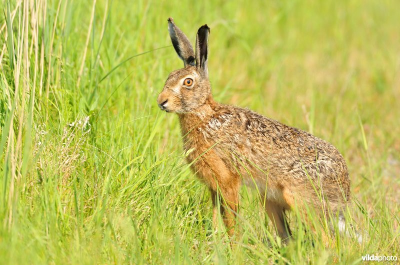 Rammelaar of mannetje Haas