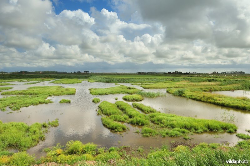 Natuurreservaat Uitkerkse Polders