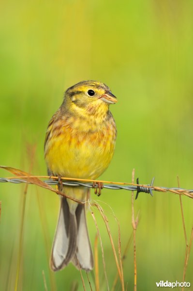 Geelgors op prikkeldraad
