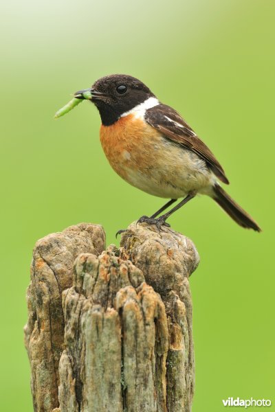 Mannetje Roodborsttapuit
