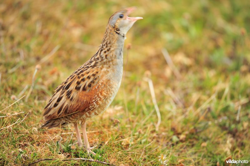 Roepende Kwartelkoning