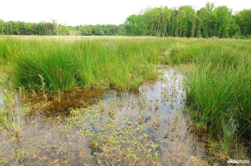Natuurreservaat Langdonken