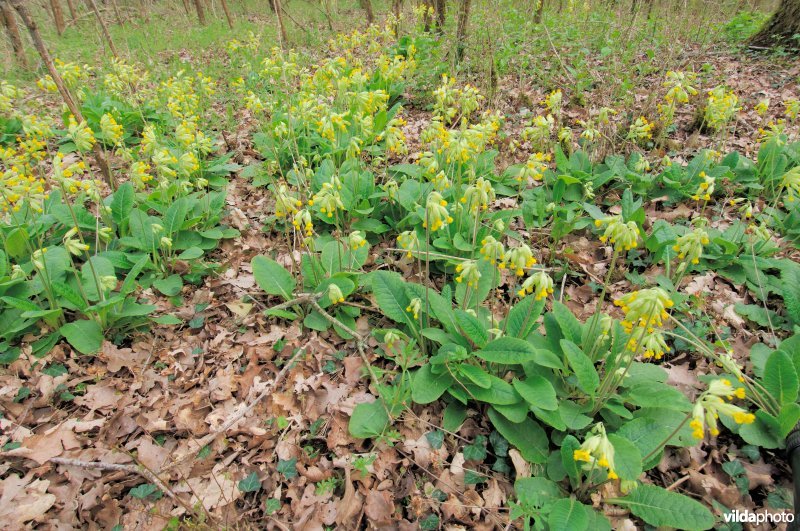 Gulden sleutelbloemen in bos