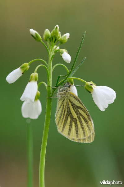 Klein geaderd witje op pinksterbloem