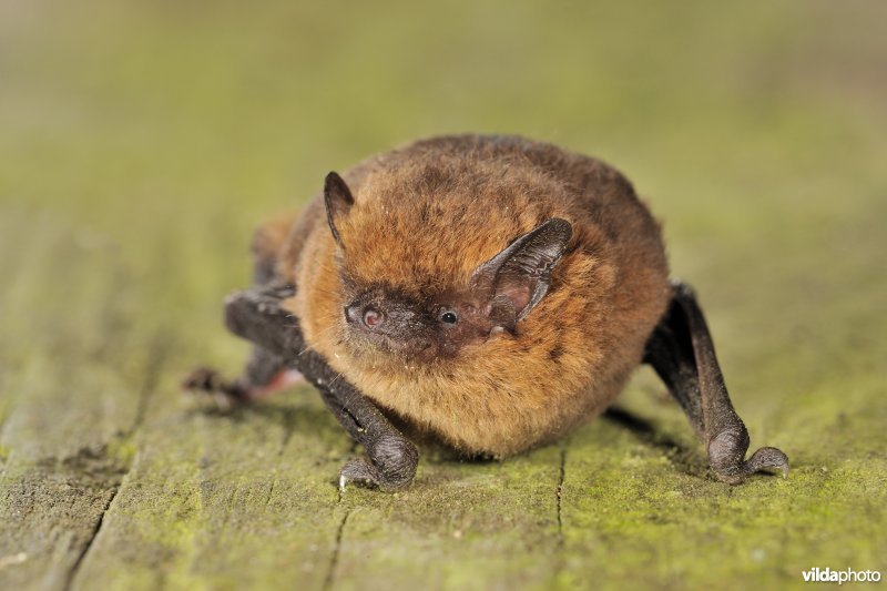 Dwergvleermuis