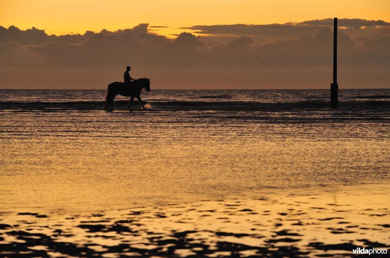 Ruiter op het strand van Koksijde