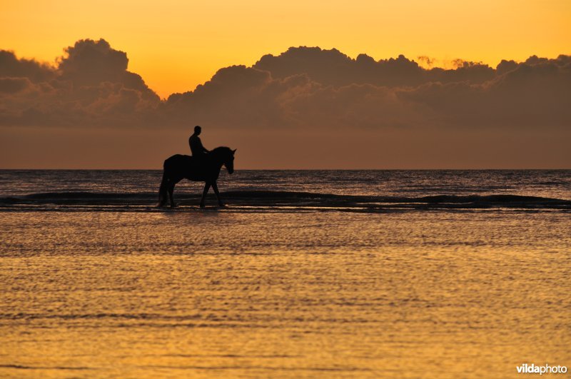 Ruiter op het strand van Koksijde