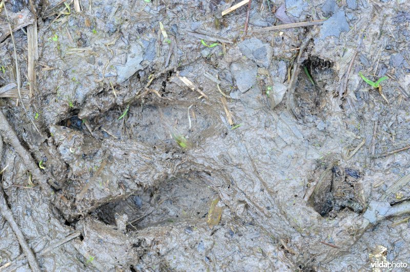 Sporen van wild zwijn