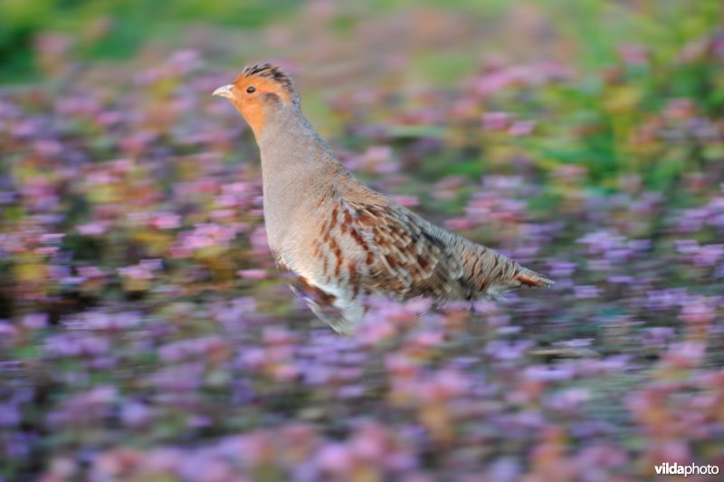 Voorbijrennende Patrijs
