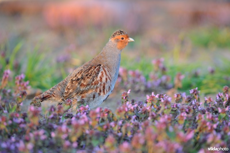 Voorbijrennende Patrijs