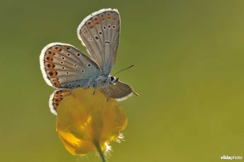 Kroonkruidblauwtje