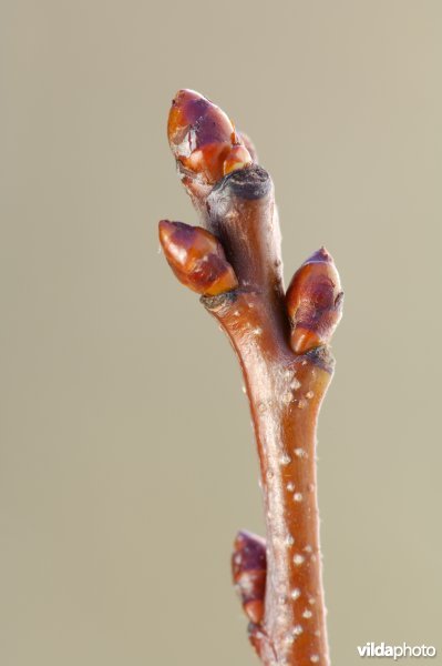 Knop van Amerikaanse vogelkers