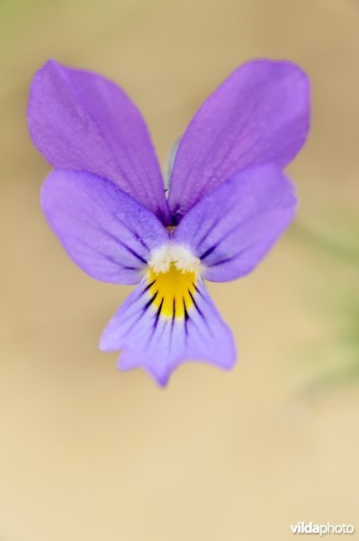 Bloem van Duinviooltje