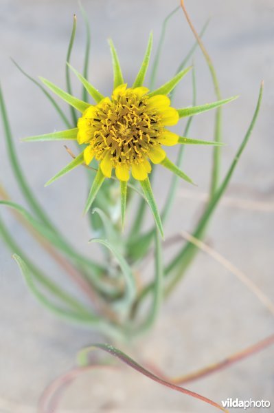 Gele morgenster in de Westhoek