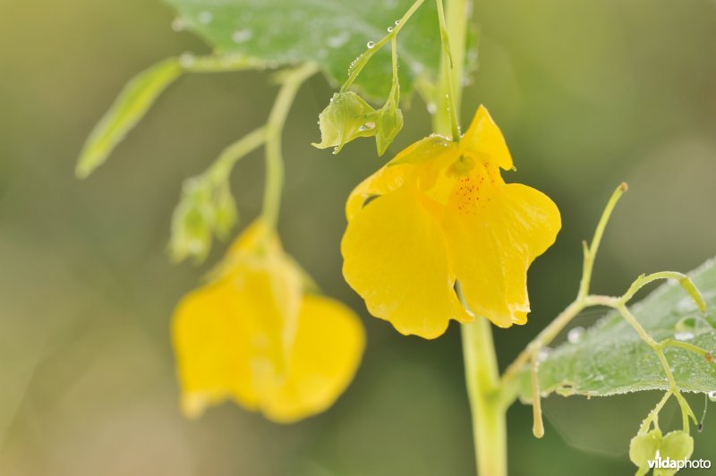 Groot springzaad