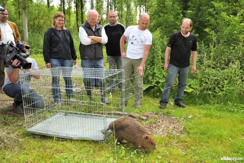Vrijlaten van Bever
