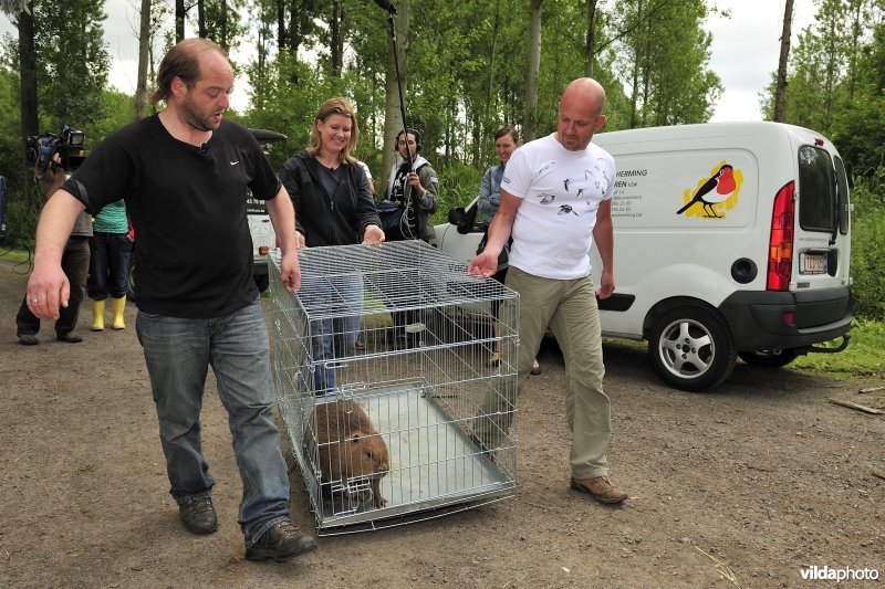 Vrijlaten van Bever