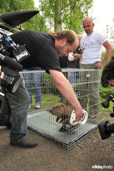 Vrijlaten van Bever