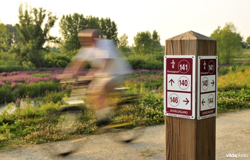 Fietser in het Lippenbroek