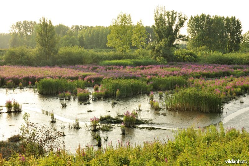 Lippenbroek