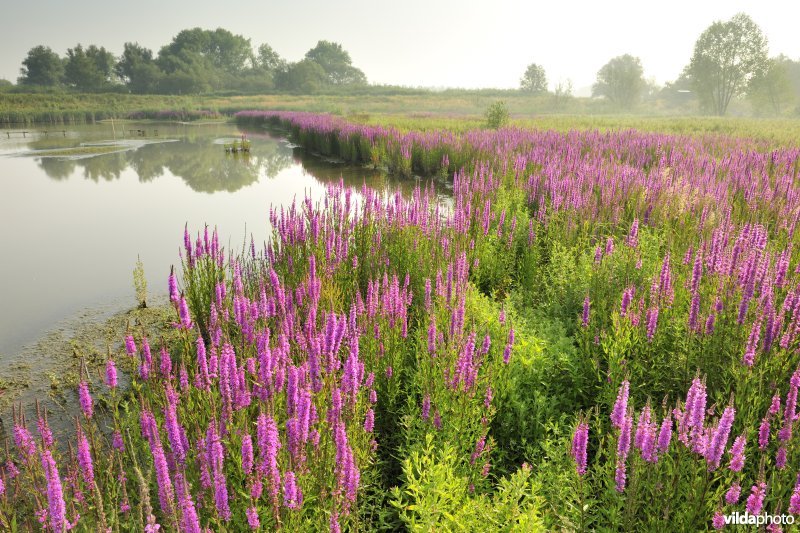 Grote kattenstaart in het Lippenbroek