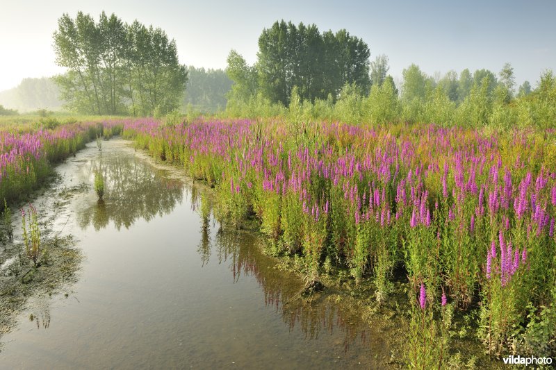 Grote kattenstaart in het Lippenbroek