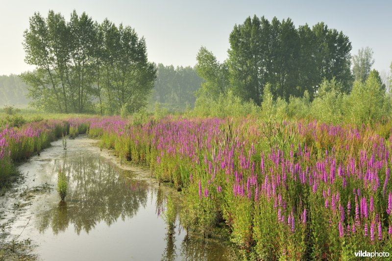 Grote kattenstaart in het Lippenbroek