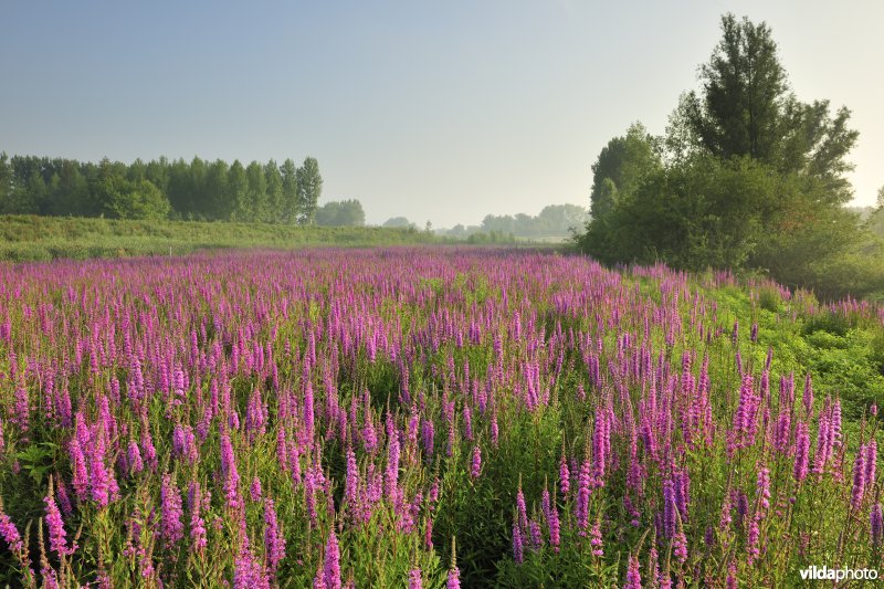 Grote kattenstaart in het Lippenbroek