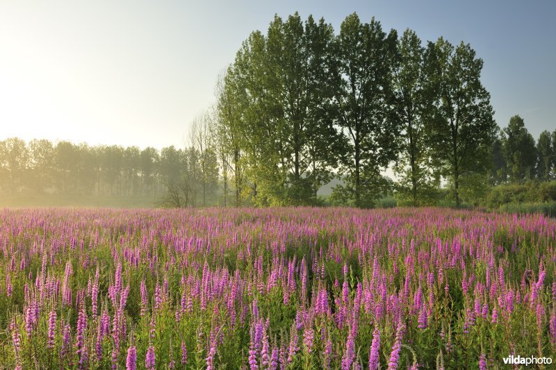 Grote kattenstaart in het Lippenbroek