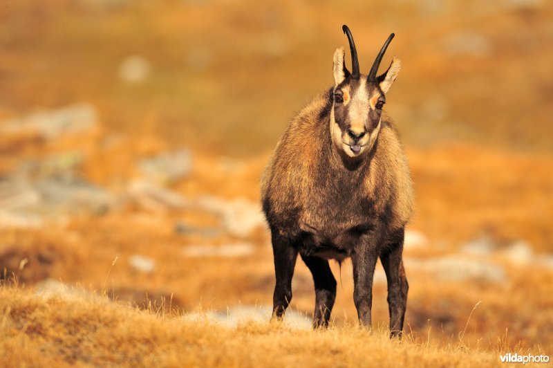 Gems steekt tong uit