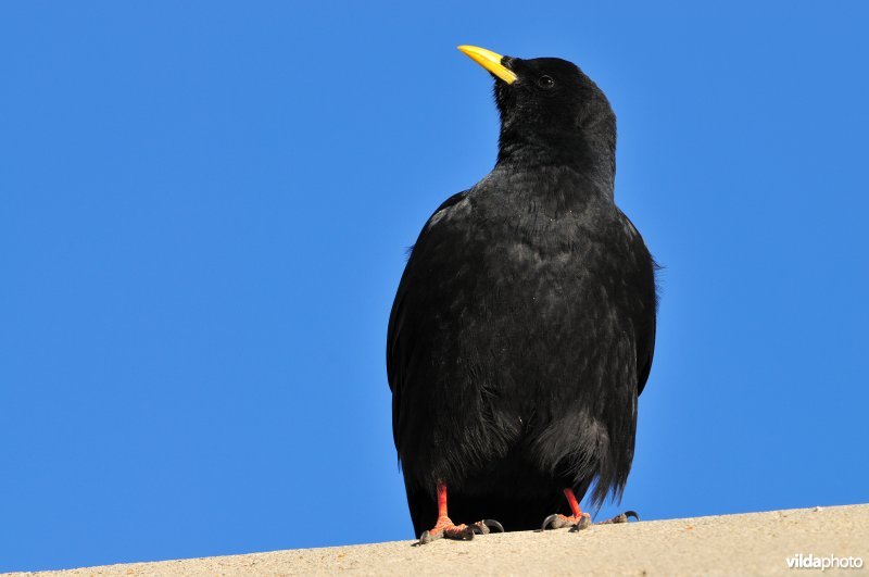 Alpenkauw