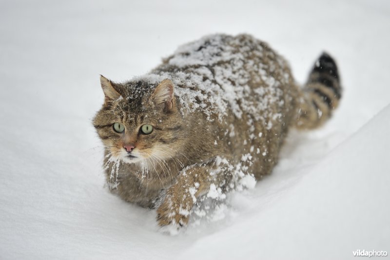 Wilde kat in de sneeuw