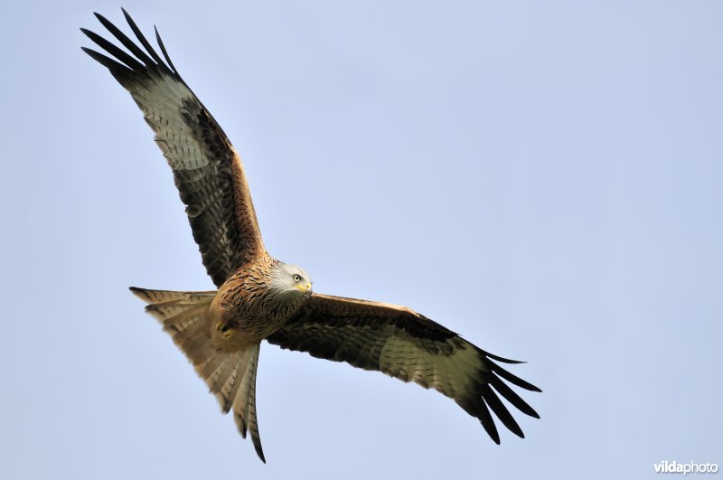 Rode Wouw in vlucht