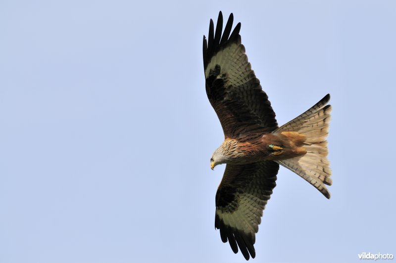 Rode Wouw in vlucht