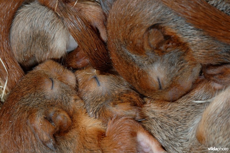 Slapende jonge eekhoorns