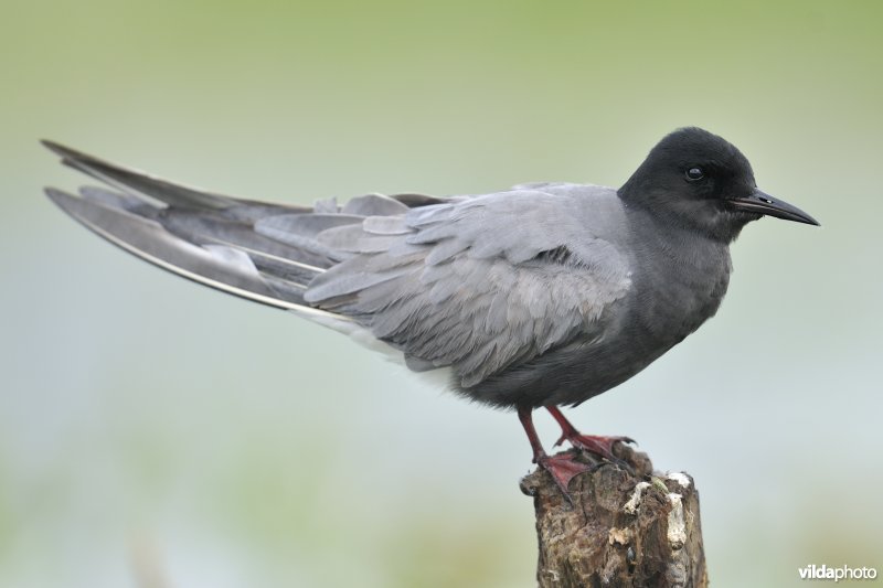 Zwarte Stern op paal
