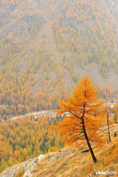 Lorken in de herfst in de Alpen