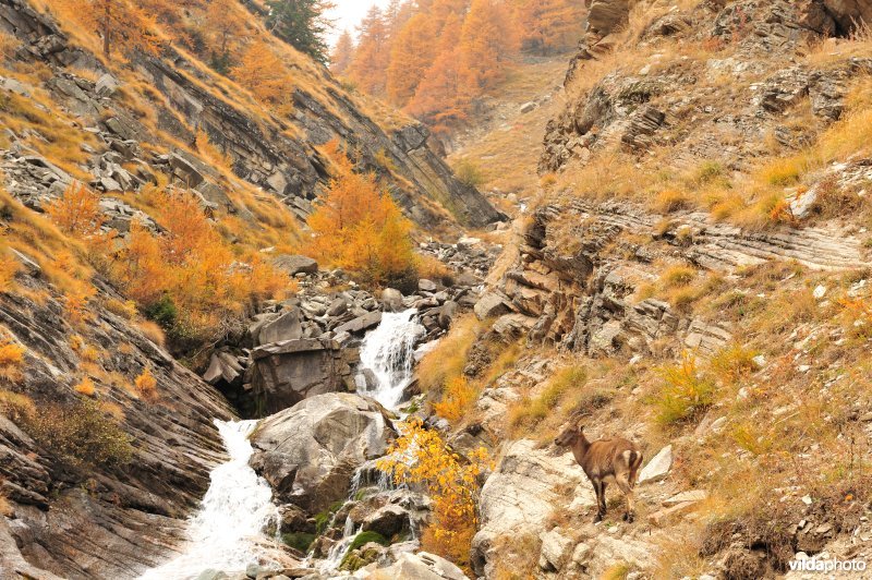 Nationaal park Gran Paradiso