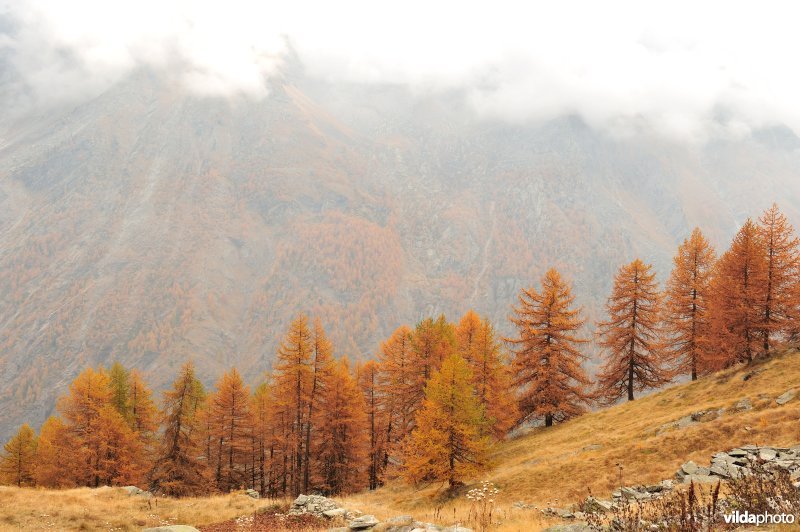 Lorken in de herfst in de Alpen