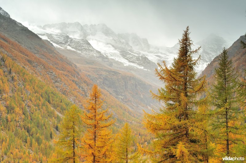 Lorken in de herfst in de Alpen