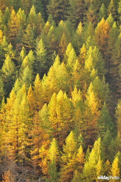 Lorken in de herfst in de Alpen