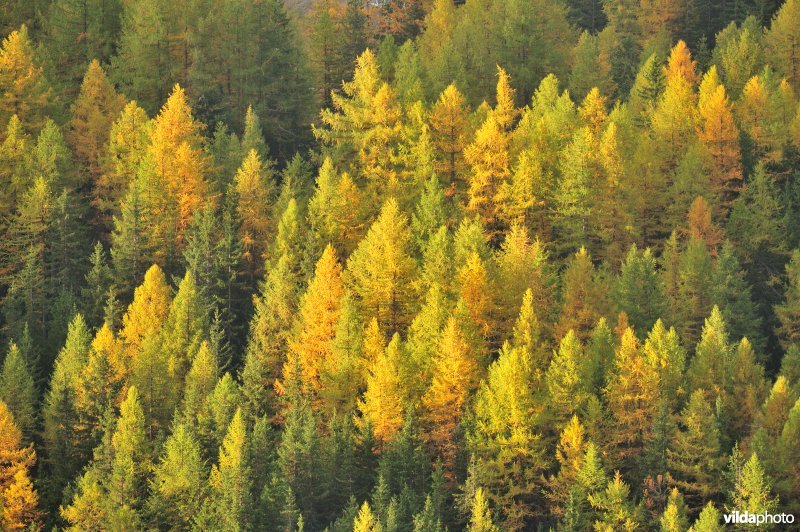 Lorken in de herfst in de Alpen