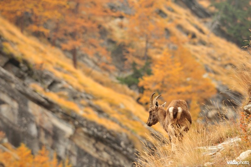 Steenbok in de Alpen