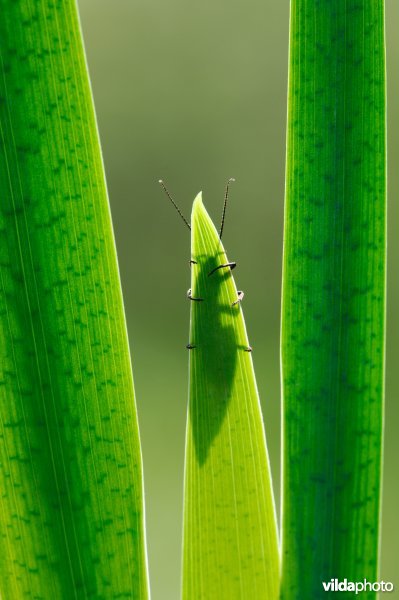 Elzenvlieg verstopt zich