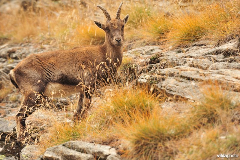 Jonge Steenbok